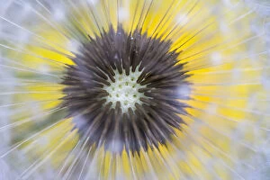 Abstracts Gallery: Dandelion (Taraxacum officinale) close up of seedhead or clock, Nordtirol, Austian Alps