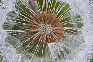 Dandelion (Taraxacum officinale) seedhead covered in dew, Klein Schietveld, Brasschaat