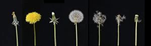Seeds Gallery: Dandelion (Taraxacum officinale), development from bud to seed. Digital composite
