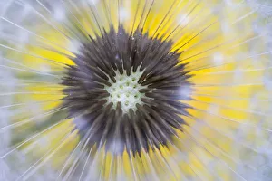 Dandelion (Taraxacum officinale) close up of seedhead or clock, Nordtirol, Austian Alps