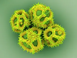 Asterales Prints: Dandelion (Taraxacum officinale) pollen
