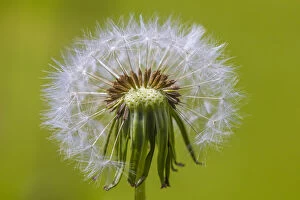 Images Dated 5th June 2013: Dandelion (Taraxacum officinale) seedhead, Monmouthshire, Wales UK, June