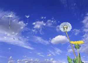 Dispersal Prints: Dandelion (Taraxacum officinale) seeds blowing in the wind. Digital composite, UK