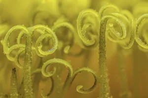 Dandelion (Taraxacum officinale) stigma open to receive pollen for fertilization