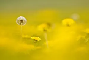 Dandelion Prints: Dandelion (Taraxacum sp. ) seed head. Near Petty France, Gloucestershire, UK. April