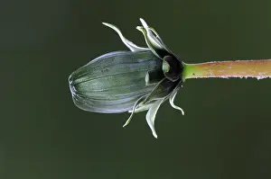 Sunflower Family Prints: Dandelion (taraxacum vulgaria) bud, close up, Dorset, England, UK. March