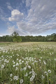 Asteranae Gallery: Dandelion (Taraxacum vulgaria) seedheads / clocks in meadow. Peerdsbos, Brasschaat, Belgium