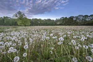 Brasschaat Prints: Dandelion (Taraxacum vulgaria) seedheads / clocks in meadow