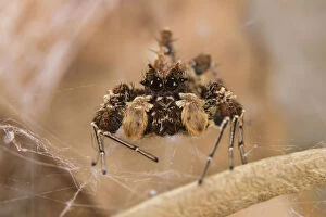 2018 April Highlights Gallery: Dandy jumping spider (Portia schultzi) Kwazulu-Natal, South Africa