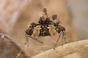 Dandy jumping spider (Portia schultzi) Kwazulu-Natal, South Africa