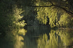 Danube Delta with trees reflected in water, Romania, May 2009