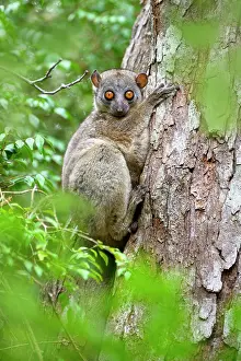 Lepilemur Prints: Daraina sportive lemur (Lepilemur milanoi) resting on edge of tree hole during the day