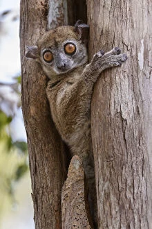 Images Dated 22nd December 2020: Daraina sportive lemur (Lepilemur milanoii). Daraina forest, northern Madagascar