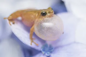 February 2022 Highlights Collection: Darjeeling bush frog (Raorchestes Annandalii) croaking, sitting on a petal, Kalimpong