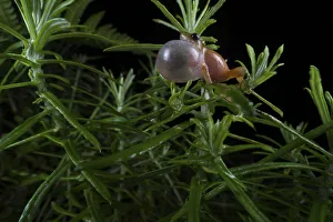 Darjeeling bush frog (Raorchestes Annandalii) croaking, sitting on a leaf, Kalimpong