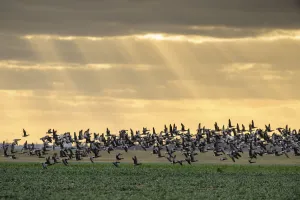 Greater Thames Futurescapes Prints: Dark-bellied brent geese (Branta bernicla) taking flight from grazing field
