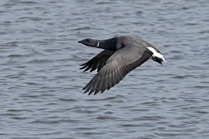 Branta Prints: Dark-bellied brent goose (Branta bernicla bernicla) in flight over water