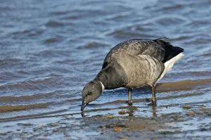 Dark-bellied brent goose (Branta bernicla) feeding on shore just after high water