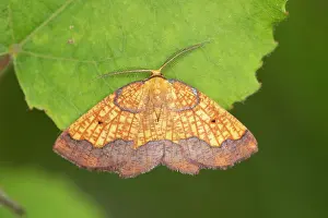 Looper Prints: Dark bordered beauty (Epione vespertaria) male