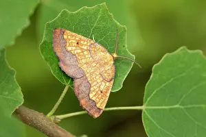 Looper Prints: Dark bordered beauty (Epione vespertaria) male