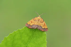 Dark bordered beauty (Epione vespertaria) male, resting on Aspen leaf, Insh Marshes, Cairngorms National Park, Scotland, UK. July