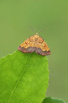 Looper Prints: Dark bordered beauty (Epione vespertaria) male