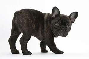 Puppies Gallery: Dark brindle French Bulldog pup, Bacchus, 9 weeks old
