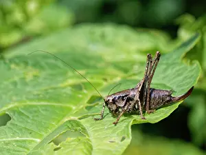 Thermoregulation Prints: Dark bush cricket (Pholidoptera griseoaptera) female