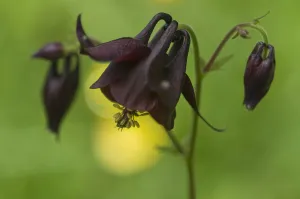 Images Dated 25th June 2009: Dark columbine (Aquilegia atrata) flower, Liechtenstein, June 2009