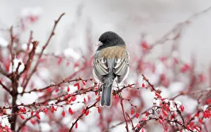 Ranunculales Prints: Dark-eyed junco (Junco hyemalis) male
