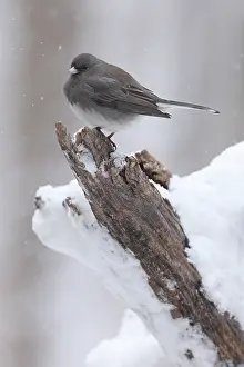 Maryland Prints: Dark-eyed junco (Junco hyemalis) perched in snow, Maryland, USA. January