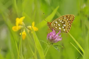 Images Dated 9th June 2011: Dark green fritillary (Argynnis aglaja) on pink clover, south west France