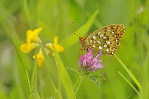 Dark green fritillary (Argynnis aglaja) on pink clover, south west France