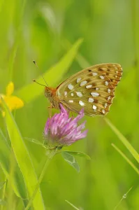 Dark green fritillary (Argynnis aglaja) on pink clover, south west France