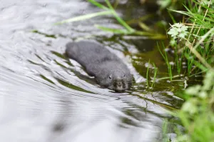 Dark-haired Water Vole (Arvicola terrestris) in upland stream, Cairngorms National Park