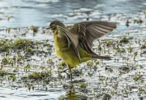 Lapland Prints: Dark headed wagtail (Motacilla flava thunbergi) female