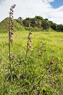 Orchid Gallery: Dark red helleborine (Epipactis atrorubens ), a rare orchid