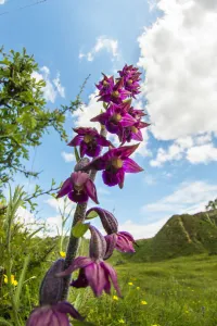 Dark red helleborine (Epipactis atrorubens ), a rare orchid