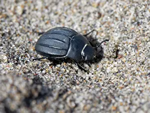 Tenebrionoidea Prints: Darkling beetle (Pimelia rotundata) walking on sand dunes