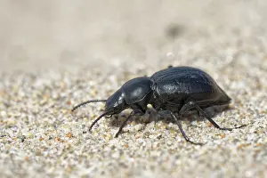 Tenebrionoidea Prints: Darkling beetle (Tentyria sp.) foraging on coastal sand dunes