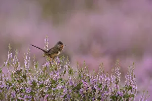 Images Dated 17th August 2011: Dartford warbler (Sylvia undata) adult male perched on flowering Heather / Ling