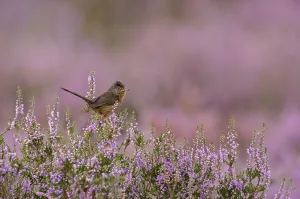 Heather Prints: Dartford warbler (Sylvia undata) adult male perched on flowering Heather / Ling
