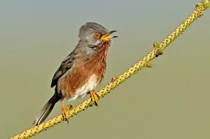 Images Dated 11th May 2011: Dartford warbler (Sylvia undata) male perched, singing, Wales, UK, May