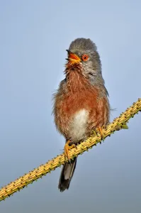 Images Dated 11th May 2011: Dartford warbler (Sylvia undata) male perched, singing, Wales, UK, May