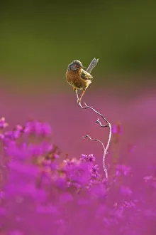 Songbirds Prints: Dartford warbler (Sylvia undata) perched on Heather twig