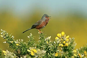 Plants Gallery: Dartford warbler (Sylvia undata) singing on Gorse, Dorset, UK, April