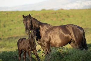 Images Dated 20th June 2022: Dartmoor pony (Equus ferus caballus), endangered rare breed, mare and colt standing alert