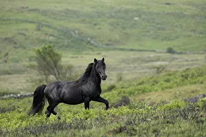 January 2023 Highlights Prints: Dartmoor pony (Equus ferus caballus)