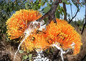 Myrtaceae Prints: Darwin woollybutt (Eucalyptus miniata) in flower