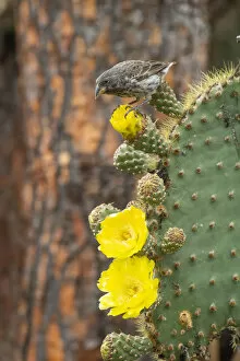 August 2021 Highlights Gallery: Darwins cactus finch (Geospiza scandens), feeding on Opuntia cactus flower